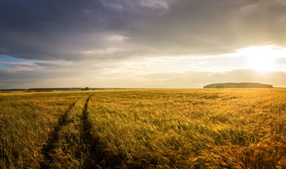 Панорама сельского поля с пшеницей и дорогой на закате, Россия, август