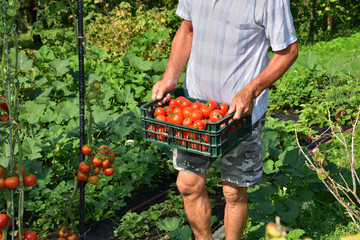 farmer to harvest tomatoes in the basket close up 