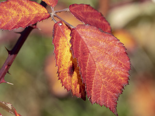 Les feuilles aux couleurs d'automne