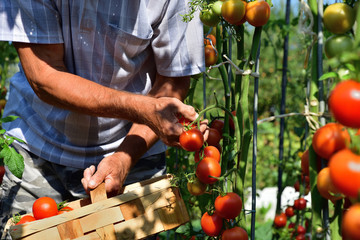 farmer to harvest tomatoes in the basket close up 