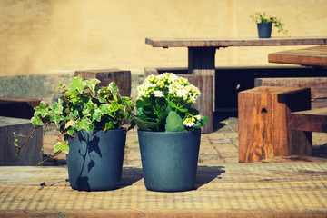 Two pots with beautiful flowers on a wooden table.