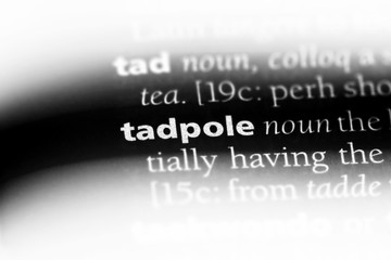 tadpole