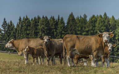 Fototapeta na wymiar Cows and bulls staying on pasture land in hot day