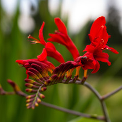 La fleur du diable