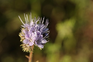 Blooming Succisa pratensis 