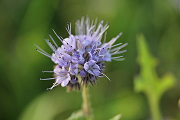 Blooming Succisa pratensis 
