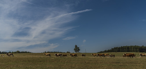 Cows and bulls running over pasture land
