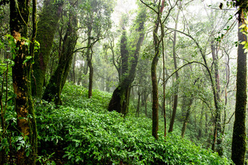 Fototapeta na wymiar Rain forest with trees