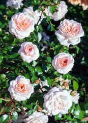 rose grade schloss eutin, flowers are soft-apricot with a darker center, foliage is dark green, shiny, lots of roses on a bush, growing in the garden, sunlight, day,