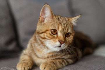 Portrait cute of a kitten Scottish Straight. Scottish cat golden marble