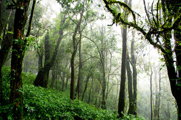 Rain forest with trees