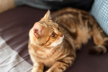 Portrait cute of a kitten Scottish Straight. Scottish cat golden marble