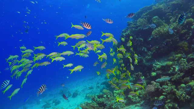 Tropical Fish on Vibrant Coral Reef