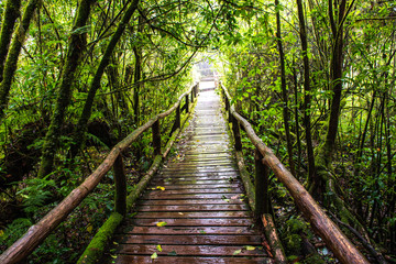 Rain forest with trees