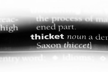 thicket