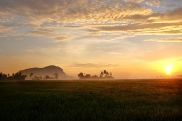 Landscape view of paddy fields,coconut tree,mountain during sunrise.