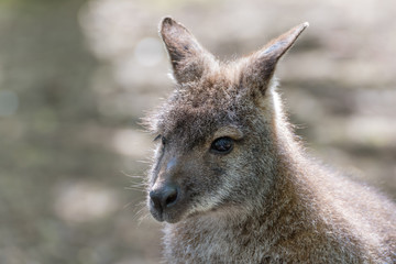 Wallaby