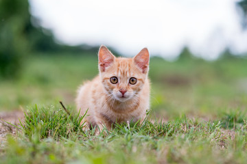 Naklejka na ściany i meble Striped Kitten sitting on the grass. Shallow depth of filed.