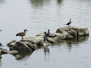 A group of geese and cormorant birds standing at the shoreline 