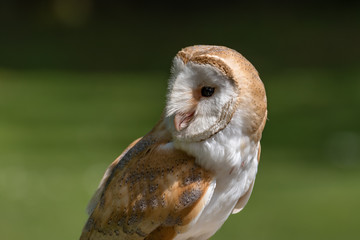 Barn Owl