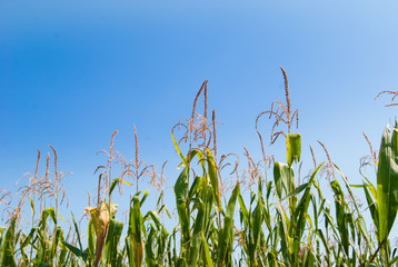 Field of cobs of green corn in the blue sky