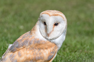 Barn Owl
