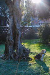 Beagle warming up at the sun rays during the winter season