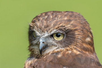 Little Owl