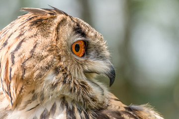 Eurasian Eagle Owl 