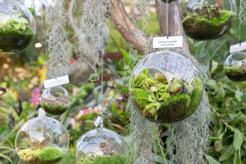 The tree venus fly trap plant is placed in a glass jar © Mizkit