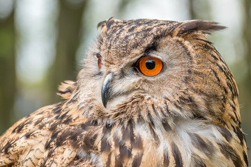 Eurasian Eagle Owl 