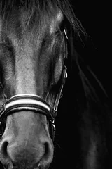 Fototapete Pferde Schwarzes Pferd isoliert auf schwarz