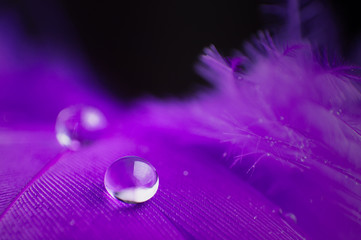 A beautiful abstract violet background with two dew drops on feather bird close up macro