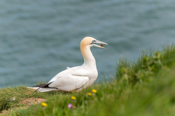 Gannets at Bempton Cliffs