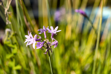 fleur violette 
