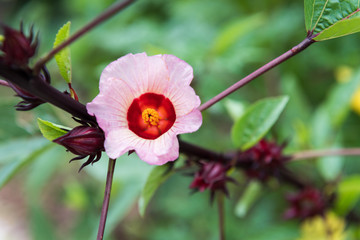 Rosselle flower on tree with leaves