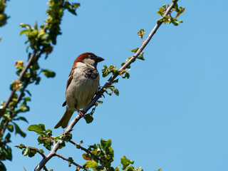 Sparrow Perched on a Branch