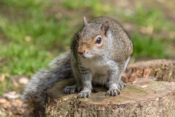 squirrel