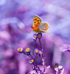 Butterfly on a purple flower as macro with digital manipulation