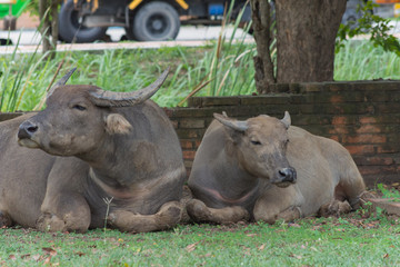 Fototapeta premium 牛・バッファロー・散歩・放牧