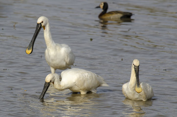 Spatule blanche,.Platalea leucorodia, Eurasian Spoonbill, Dendrocygne veuf,.Dendrocygna viduata,...