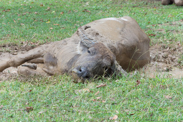 牛・バッファロー・散歩・放牧