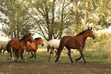 Fototapeta premium Running wild horses
