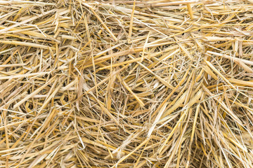 Yellow hay background. background texture dry grass