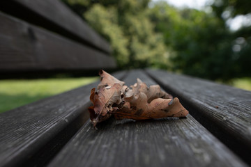 Herbst
