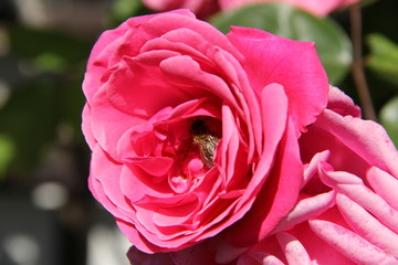 Różowa róża - pszczoła zbiera nektar z kwiatu - zbliżenie na kielich - makro