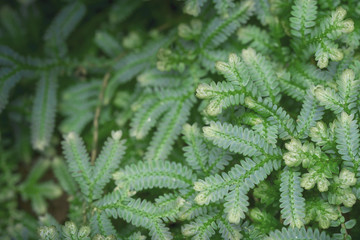 Green leaf pattern for the background