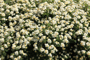 Ściana, krzak białych róż w ogrodzie - kwieciste tło - dekoracja ogrodu - tapeta