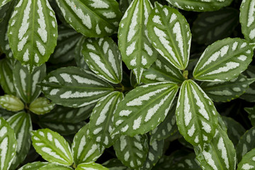 Green leaf pattern for the background