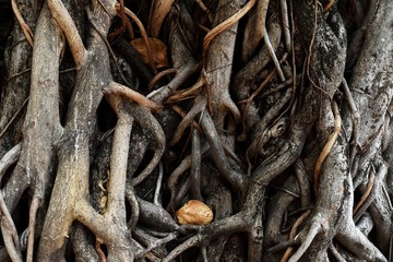 many root of tree